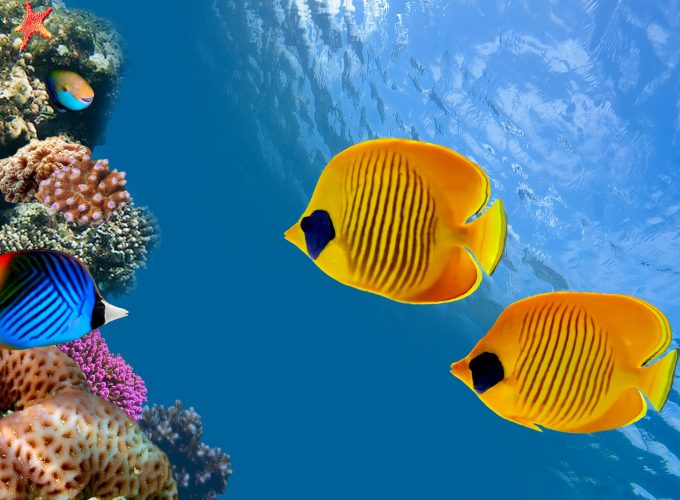Wallpaper Fish, 5k, 4k wallpaper, 8k, diving, tourism, Cocos Island, Costa Rica, Magnetic Island, Australia, Ambergris Caye, World&20297177